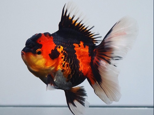 Robin Goldfish) Strong Red &amp; Black 3 color oranda / 강렬한 레드 &amp; 블랙 3색 오란다 / 12 cm 전후 / 암컷추정 / ROBIN_0915_4