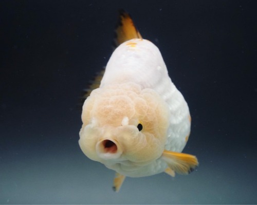 Rough Scale | White Ranchu 3 color tail / 백 난주 삼색 테일 / 12cm 급 / 암컷추정 / ( JO_0207_8 )
