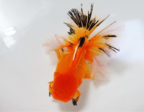 Kunnoo JP oranda / 토좌각 ( orange 🍊 peacock tail ) / 13cm 급 / 수컷 / ( KunnooJP_0201_3 )