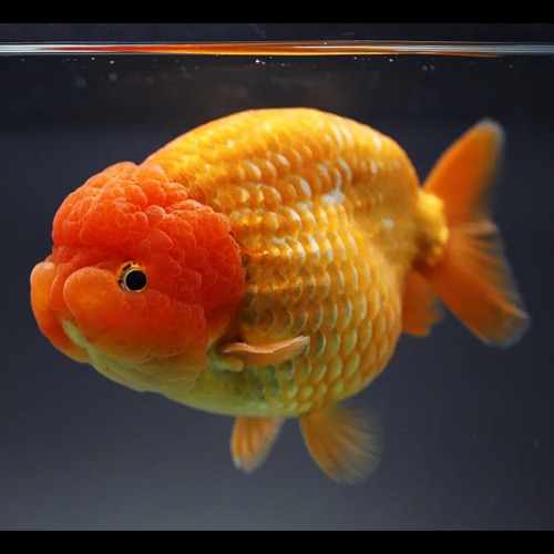 KAMON Ranchu Goldfish / [ Kamon_1014_2 ] / 사이즈 : 13cm 전후 / 성별 : 수컷추정
