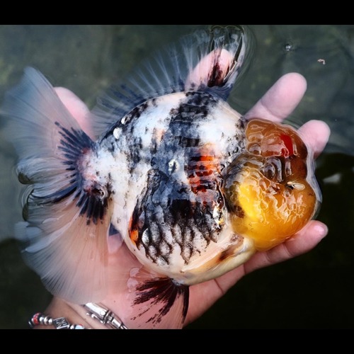 농장 Best 🏆 / Competition fish Super oranda / BIG HEAD WHITE TIGER / 빅헤드 화이트 타이거 / 17~20cm  전후 / 수컷추정