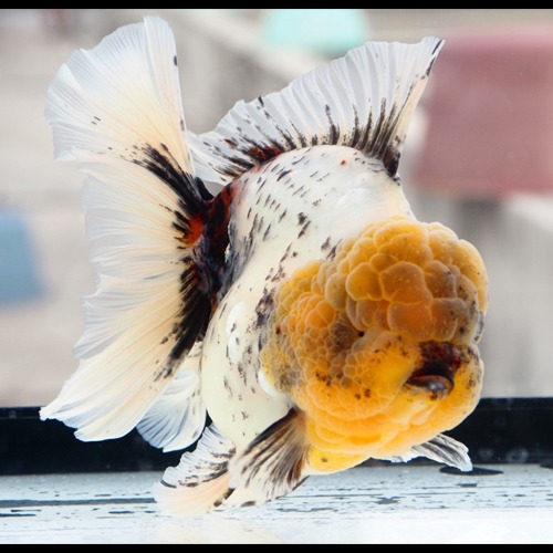 농장 Best 🏆 one pick / Competition fish Super oranda / JUMBO WHITE TIGER /  점보 화이트 타이거 / 20 cm 내외 jumbo  / 암컷추정