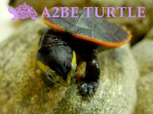 레드벨리 사이드넥 터틀 / Emydura subglobosa / &quot;Red-bellied short-necked turtle&quot; 7월 할인분양
