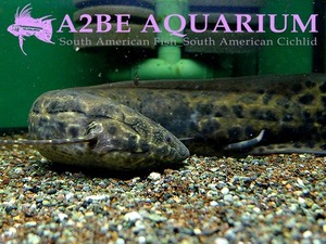 프로토테루스 아넥텐스 (West African lungfish) / Protopterus annectens wild 32cm
