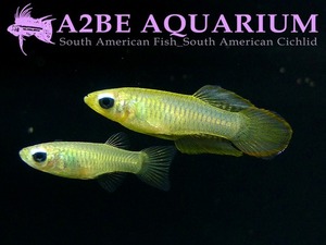 아프리카 램프아이 / Aplocheilichthys normani (8마리 1세트)