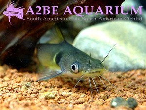 골든 캣피쉬 / Horabagrus brachysoma wild [Gunther Catfish] (2마리) 