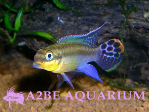 펠비카크로미스 테니아투스 킨케 암컷만 (Pelvicachromis Taeniatus Kienke)