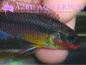 펠비 테니아투스 나이지리아 그린 암수 한쌍 (Pelvicachromis Taeniatus &quot;Nigeria GREEN&quot;)