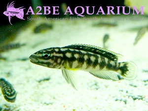 줄리도크로미스 트란스크립투스 벰바 / Julidochromis transcriptus Bemba (3-5cm) 