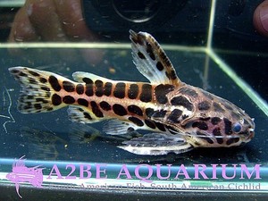 재규어 캣피쉬 / (Jaguar Catfish) Liosomadoras Oncinus wild (7cm전후) 3마리 