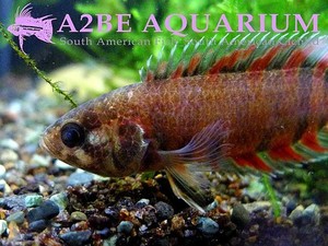 콩고야생 특판] 스테노포마 안소게이 (Red Dwarf Bush Fish) / Ctenopoma ansorgei wild (3cm전후) 4마리 