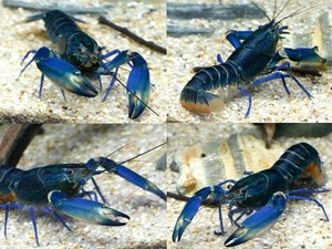 파푸아 뉴기니 &quot;블루문 랍스터&quot; / Bluemoon Lobster [Cherax sp wild] (한쌍) 