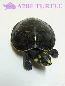 Yellow spotted River Turtle 아마존 노란점 거북