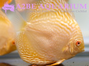 [패낭직수입]디스커스 골든 알비노 라플라시아 / Discus Golden Albino Laflasia (10~11cm)