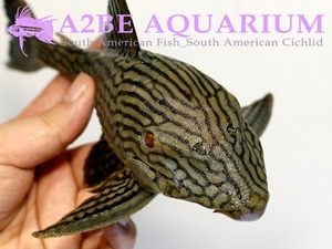 L330 워터 멜론 플레코 / Panaque cf nigrolineatus wild A타입 (18~20cm)