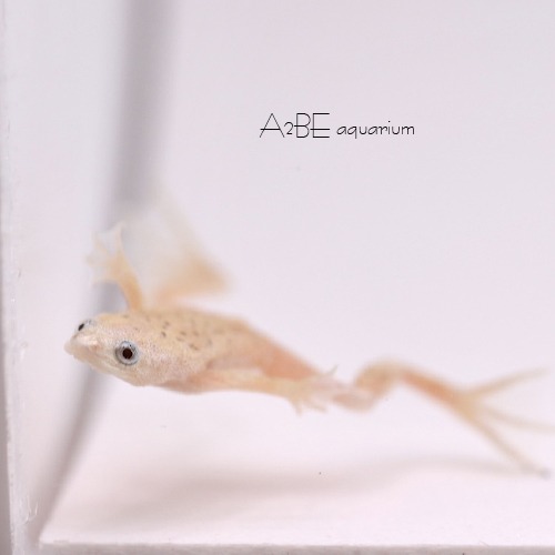[묶음할인] 알비노 아프리칸 드워프 개구리 / Hymenochirus boettgeri  Albino / 5마리