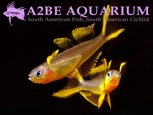 뽀뽄테라 레인보우 / Pseudomugil furcatus (Forktail rainbowfish)