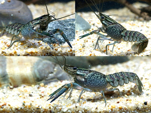 블루 랍스터 / Procambarus clarkii &quot;blue&quot; [7cm전후]