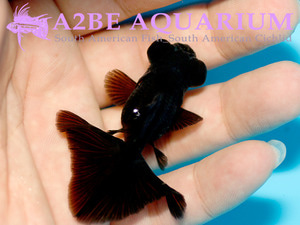 블랙 버터플라이롱핀 / Black Butterfly Long tail / 블랙 접미 (5cm전후)