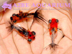 칼리코 버터플라이 롱핀 / Calico Butterfly Long tail / 칼리코 접미 (4cm전후) [3마리]