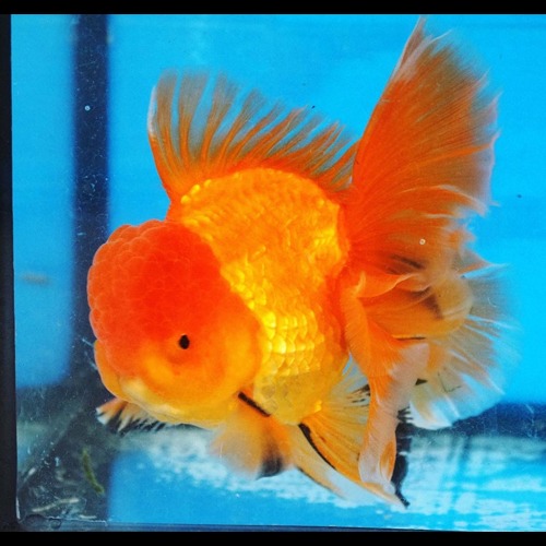 Sakchai Goldfish / Red elegant tail oranda / Size : 14-15cm / 암컷추정 / 등급 : A / (T019)