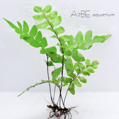[묶음 할인] 태국 고사리 / adiantum sp./ 2~3잎분량 1벌브 / 4+1 / 총5벌브