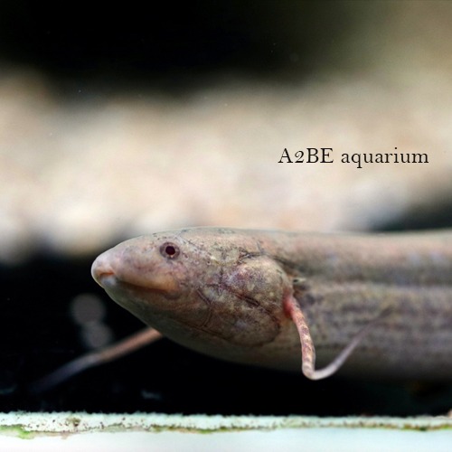 폐어 안넥텐스 / Protopterus annectens / 15cm 전후 / 1마리
