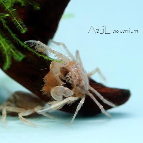마이크로 스파이더 크랩 / Thai micro spider crab / 1마리 / 등갑 0.5~1cm 전후