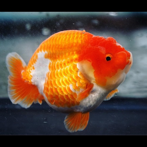 Goldfish Competition Grade  Medium size part / 하이백 홍백 숏테일 난주 / Size : 10 cm 내외 / 암컷추정