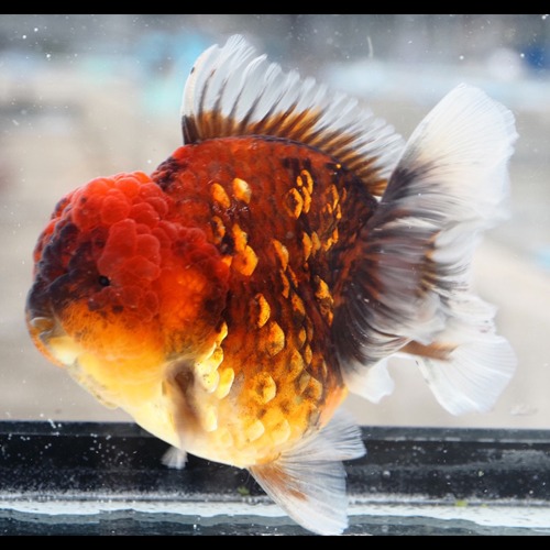 큐트 츄비 로즈테일 오란다 / Cute Chubby Rose tail oranda  곰돌이 / Size : 12-13 cm 내외 / 암컷추정