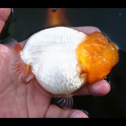 BP Meng/ A급 난주 그룹 / 11cm 내외 / 암수 미구분 / 분탄 백난주 계란형 | 하트모양 숏테일