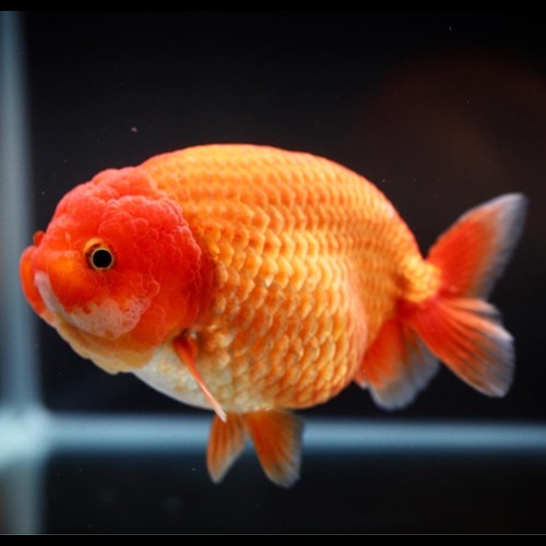 Kamon Goldfish  / 카먼 라이언헤드 난주 / Size : 11cm 전후 / 암컷추정 / 1102_s01