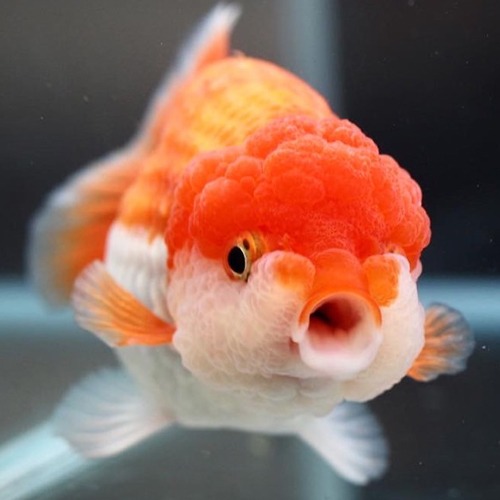 Kamon Goldfish / 카먼 라이언헤드 난주 / Size : 11cm  전후 / 암컷추정 / 1102_s02
