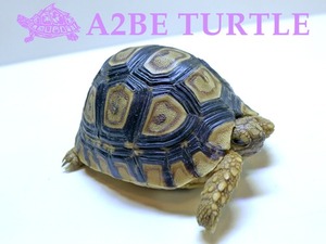 레오파드 육지거북 / Leopard Tortoise (배갑 8.5cm) Type-B