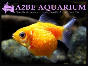 진주린 紅 / Pearlscale Goldfish (5cm전후) 