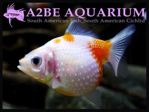 진주린 紅白 / Pearlscale Goldfish (5cm전후) 