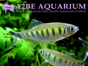 인도야생 바릴리우스 카나렌시스 / Barilius canarensis wild [Rare Fish Special] (7cm전후) 