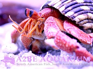 딸기 소라게 / Strawberry Land Hermit Crab (7cm 내외)