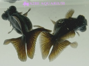 [China Northern GoldFish] 버터플라이 블랙 롱핀 / Butterfly BLACK Long tail [ 150215_V ] (6cm전후) 