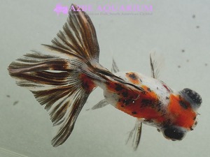 [China Northern GoldFish] 버터플라이 칼리코 롱핀 / &quot;Calico Butterfly Long tail&quot;  [ 150215_W ]  (6cm전후)