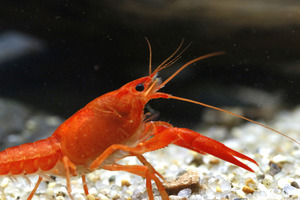 네온 오렌지 랍스터 / Procambarus Clarkii sp. &quot;Orange&quot; [5cm전후]