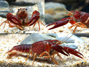 붉은 늪 가재 / Red swamp crayfish (Procambarus clarkii) [7cm전후]