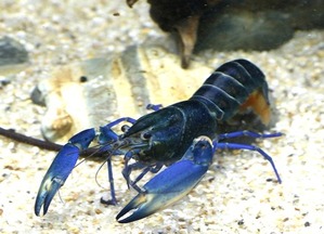  [11월 특가세일] 파푸아 뉴기니 &quot;블루문 랍스터&quot; / Bluemoon Lobster [Cherax sp wild] 